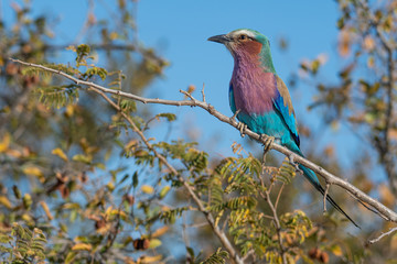 Lilac Breasted Roller