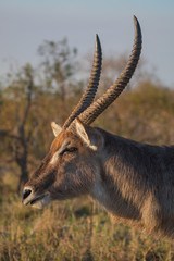 Waterbuck profile