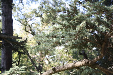 branches of a tree