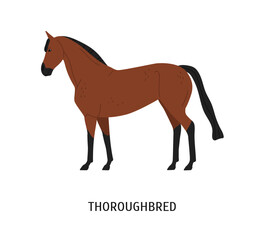 Obraz premium Thoroughbred horse flat vector illustration