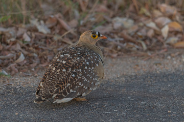 Double Banded Sandgrouse