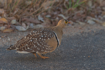Double Banded Sandgrouse