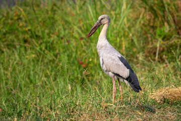 Image of Flocks open-billed stork or Asian openbill on nature background. Wild Animals.