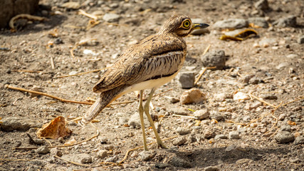 Burhinus oedicnemus on the ground with its big eye