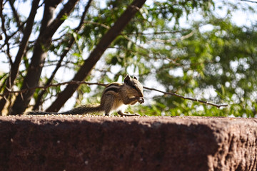Chipmunk sitting on the stone and eating food that people leave there. India,