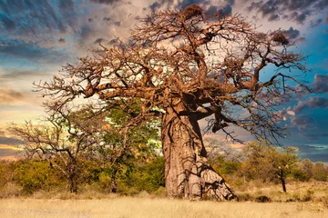 Foto op Canvas Oude baobabboom © poco_bw