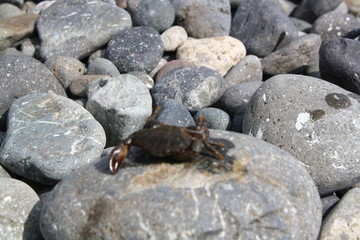 stones in water