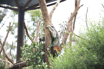 Koala Sitting in a Tree