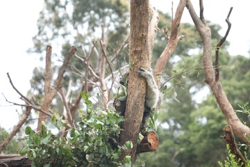 Koala Sitting in a Tree