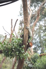 Koala Sitting in a Tree