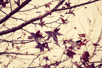 Vintage Autumn Leaves Background texture