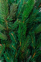 Naklejka na ściany i meble Christmas tree branches closeup. Coniferous tree, texture, background.