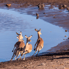 A group of Impalas -Aepyceros melampus- running nervously around a waterhole in Etosha National...