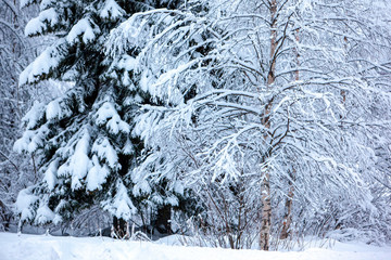 Cold and snowy winter in Lapland