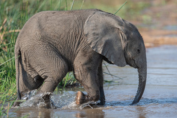 Elephant Calf