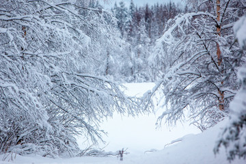 Cold and snowy winter in Lapland