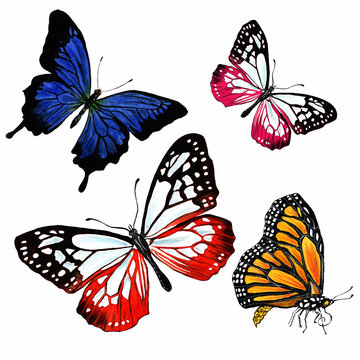 Set of butterflies Danaidae, Monarch, sailboat Ulysses painted in watercolor