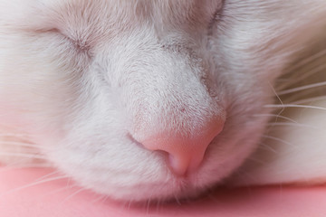The nose of a white cat close-up. Macro photo. Pet care concept. Copyspace, minimalism. Banner for zoo themes.