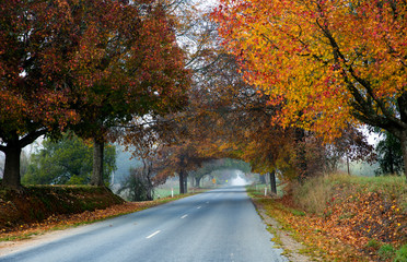 Obraz premium Foggy autumn morning along a country road in the Buckland Valley, Victoria, Australia.