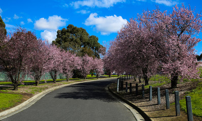 Avenue of trees covered in beautiful pink blossoms in Melbourne.Australia.