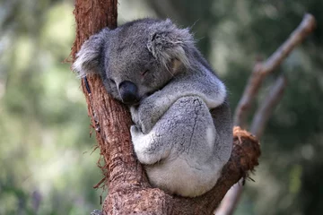Schilderijen op glas Cuddly young Australian koala sleeping in the fork of a tree branch.  © Norman