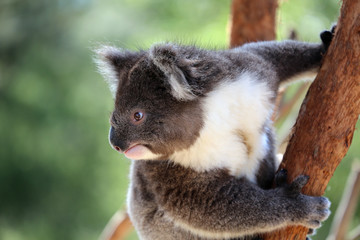 Australian koala bear with a furry white chest climbing .