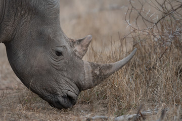 Obraz premium White Rhino