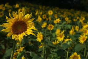 흐드러지게 피어있는 해바라기 군락