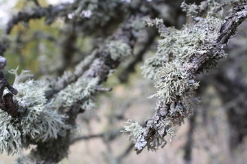 branches covered with snow