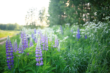 Obraz premium lupins in the field / summer flowers purple wild flowers, nature, landscape in the field in summer