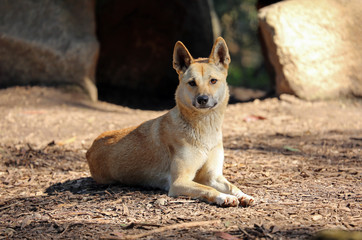 The dingo is Australia's only native wild dog.