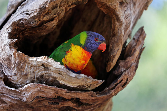 Australian male rainbow lorikeet nestled in the hollow of a tree.
