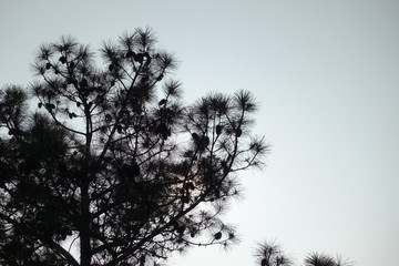 silhouette of a tree