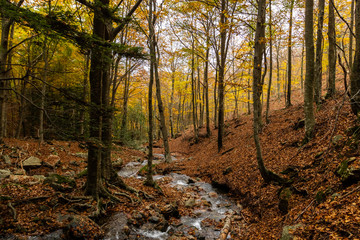 Autumnal landscape of a forest full of trees with a river in the middle in the Montseny, Catalonia, Spain.