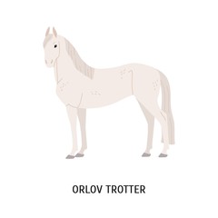 Orlov trotter horse breeding flat vector illustration