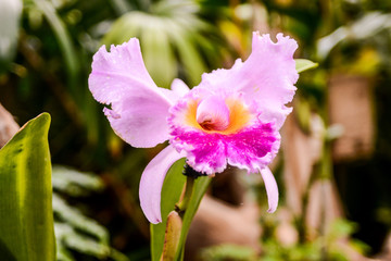 Blooming Flower Background