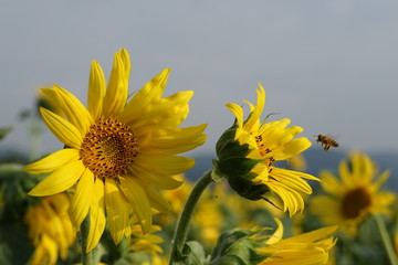 해바라기를 찾아온 꿀벌