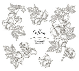 Cotton set. Hand drawn cotton plant with leaves and flowers isolated on white background. Vector illustration. Vintage engraving style.