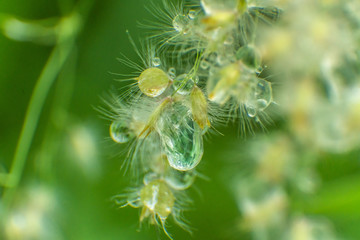 white flowers with trapped drops