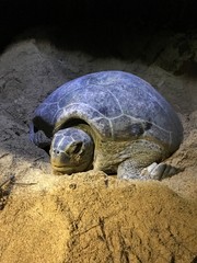 turtle lay eggs