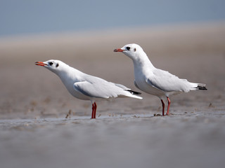 Seagulls on the German North Sea beach in summer