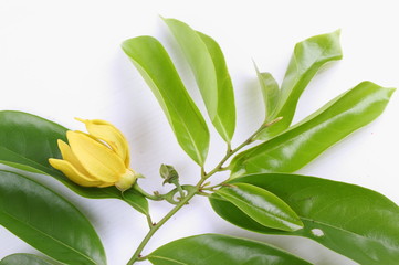 Obraz premium climbing ylang-ylang, climbing ilang-ilang, manorangini, hara-champa or kantali champa, Karawak (thai name).