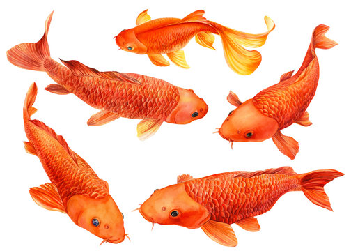 Set Of Carp Koi On An Isolated White Background, Watercolor Illustration, Orange Fish, Gold Fish.