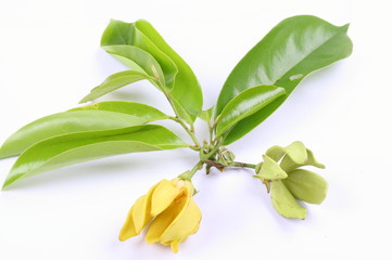 Obraz premium climbing ylang-ylang, climbing ilang-ilang, manorangini, hara-champa or kantali champa, Karawak (thai name).