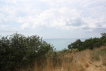 landscape with trees and blue sky