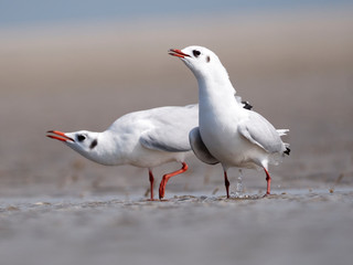 Seagulls on the German North Sea beach in summer