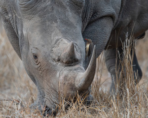 Obraz premium White Rhino