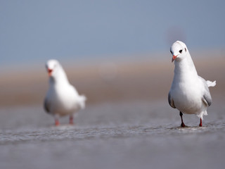Seagulls on the German North Sea beach in summer