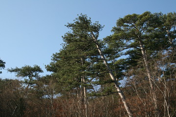 pine tree in forest