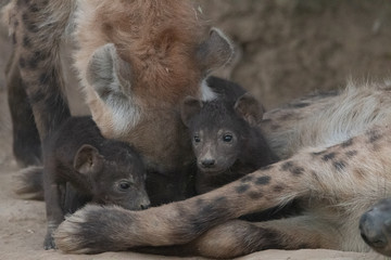 Fototapeta premium Spotted Hyena and pups